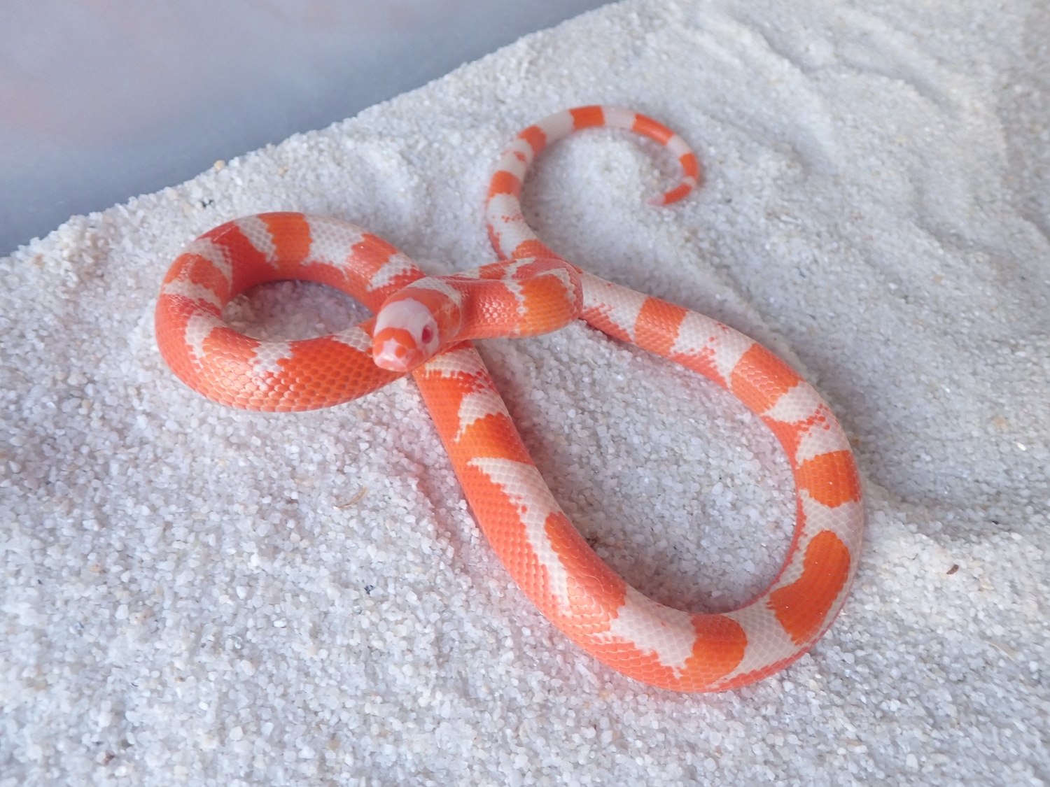 Aberrant Tangerine Albino Honduran Milk Snake by Honduran Milk Snake
