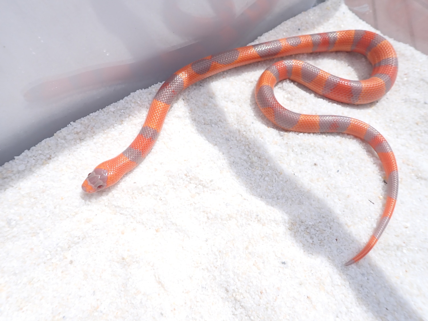 Aberrant Extreme Tangerine Hypo Honduran Milk Snake by Honduran Milk