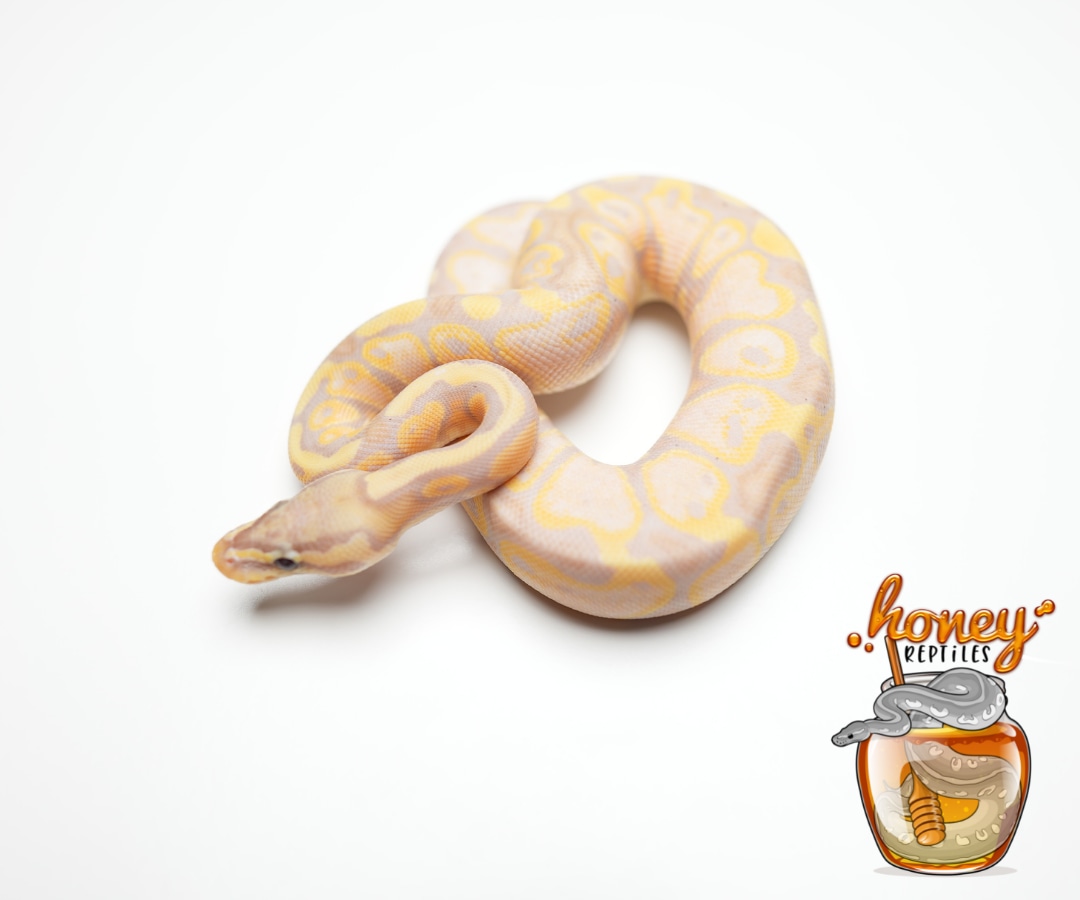 Pastel Monarch Ball Python Pastel Banana 66% Het Monarch Ball Python by HoneyReptiles - MorphMarket