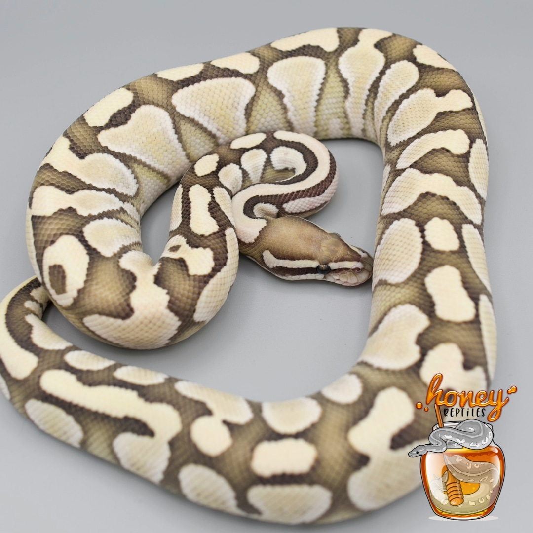 Lesser Desert Ghost Het Hypo Ball Python by HoneyReptiles - MorphMarket
