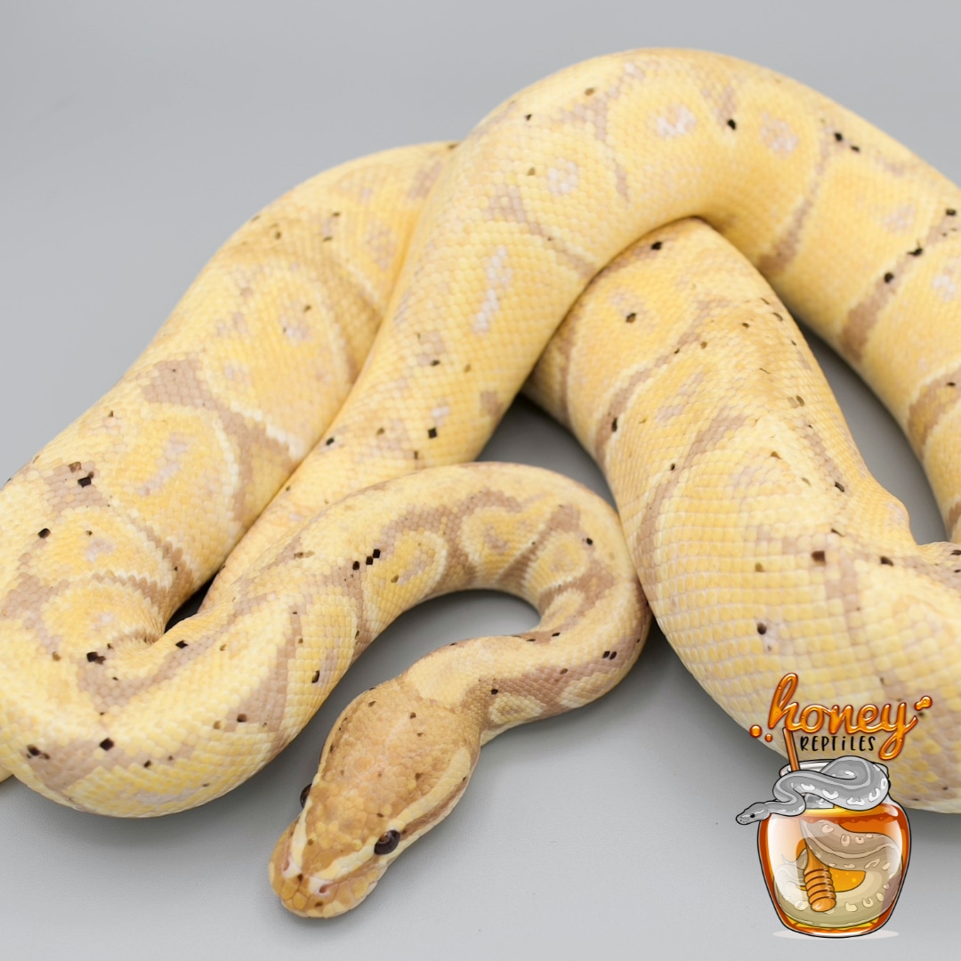 Breeder Banana Het Monarch (Female Maker) Ball Python by HoneyReptiles