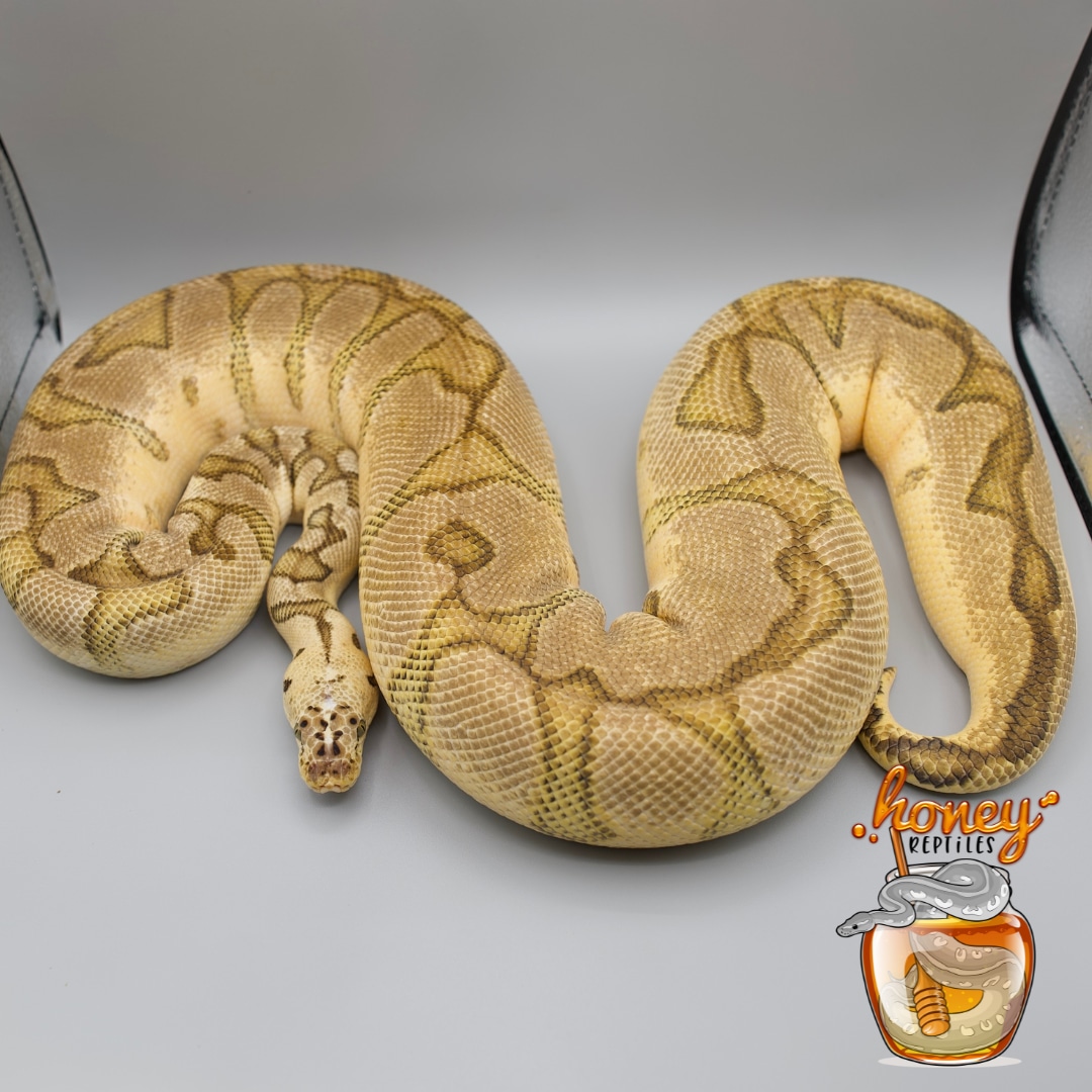Breeder Super Pastel Enchi Clown Ball Python by HoneyReptiles MorphMarket