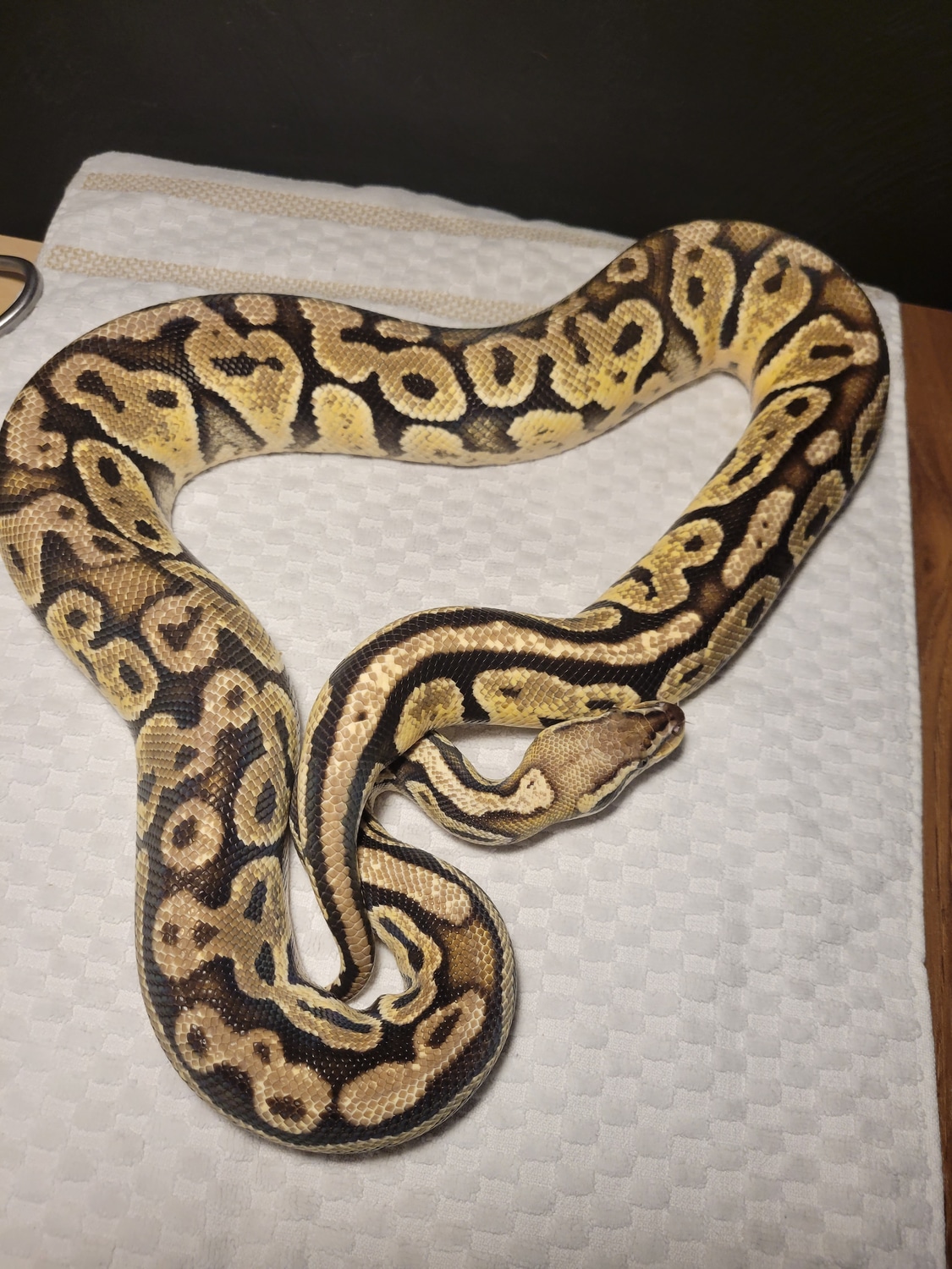 Pastel Vanilla Ball Python by Cool Creatures MorphMarket