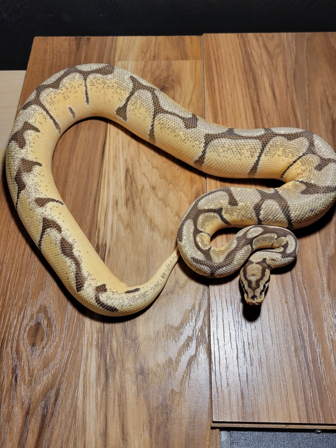 Orange Dream Mojave Spider Ball Python by Cool Creatures - MorphMarket