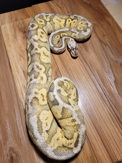 Super Fly Ball Python by Cool Creatures