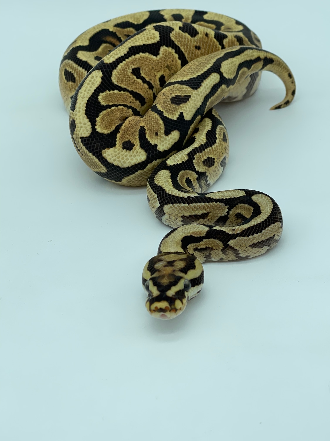 Spotnose Fire Ball Python by DHook Reptiles - MorphMarket