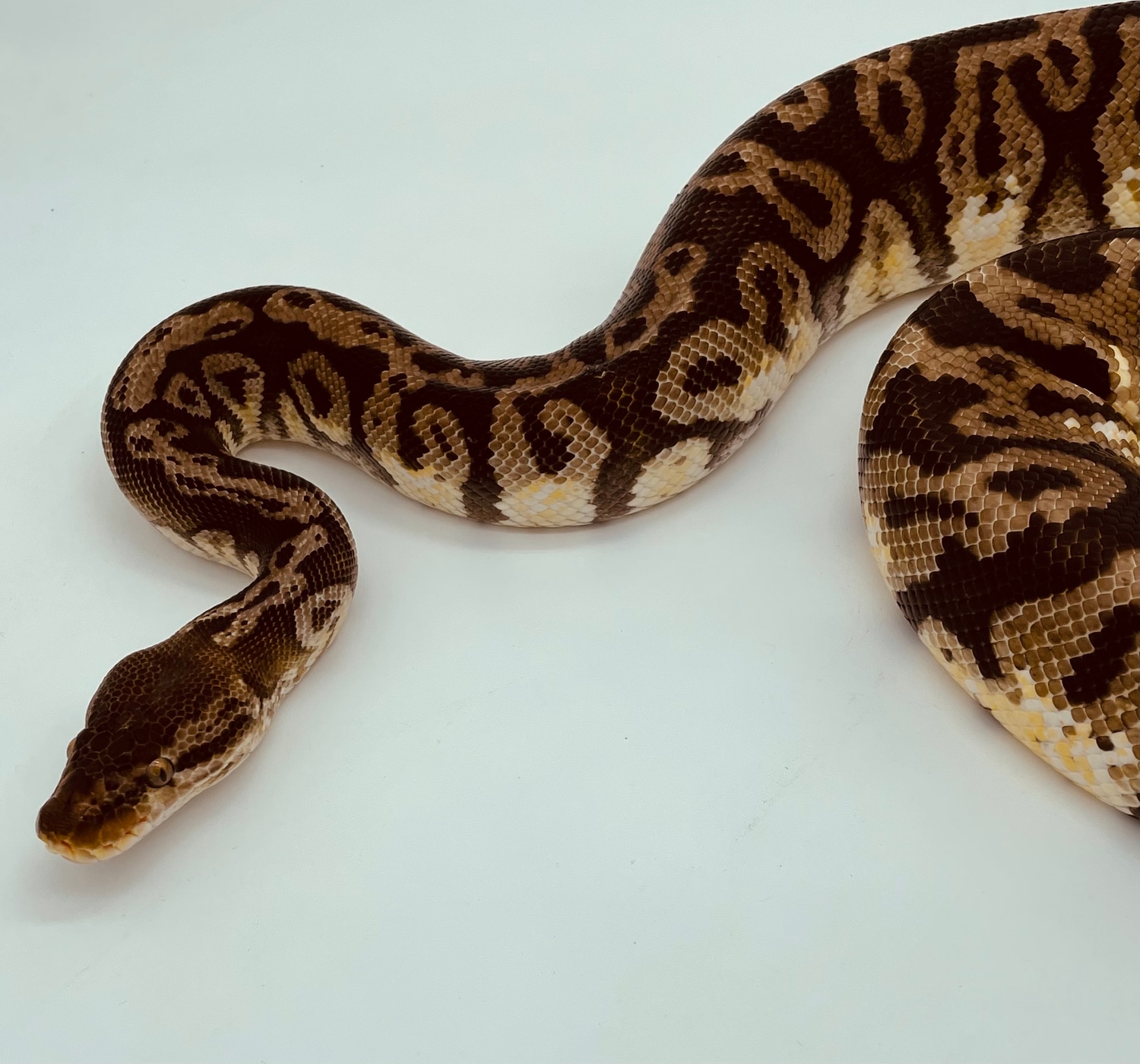 Inferno Ball Python by DHook Reptiles - MorphMarket