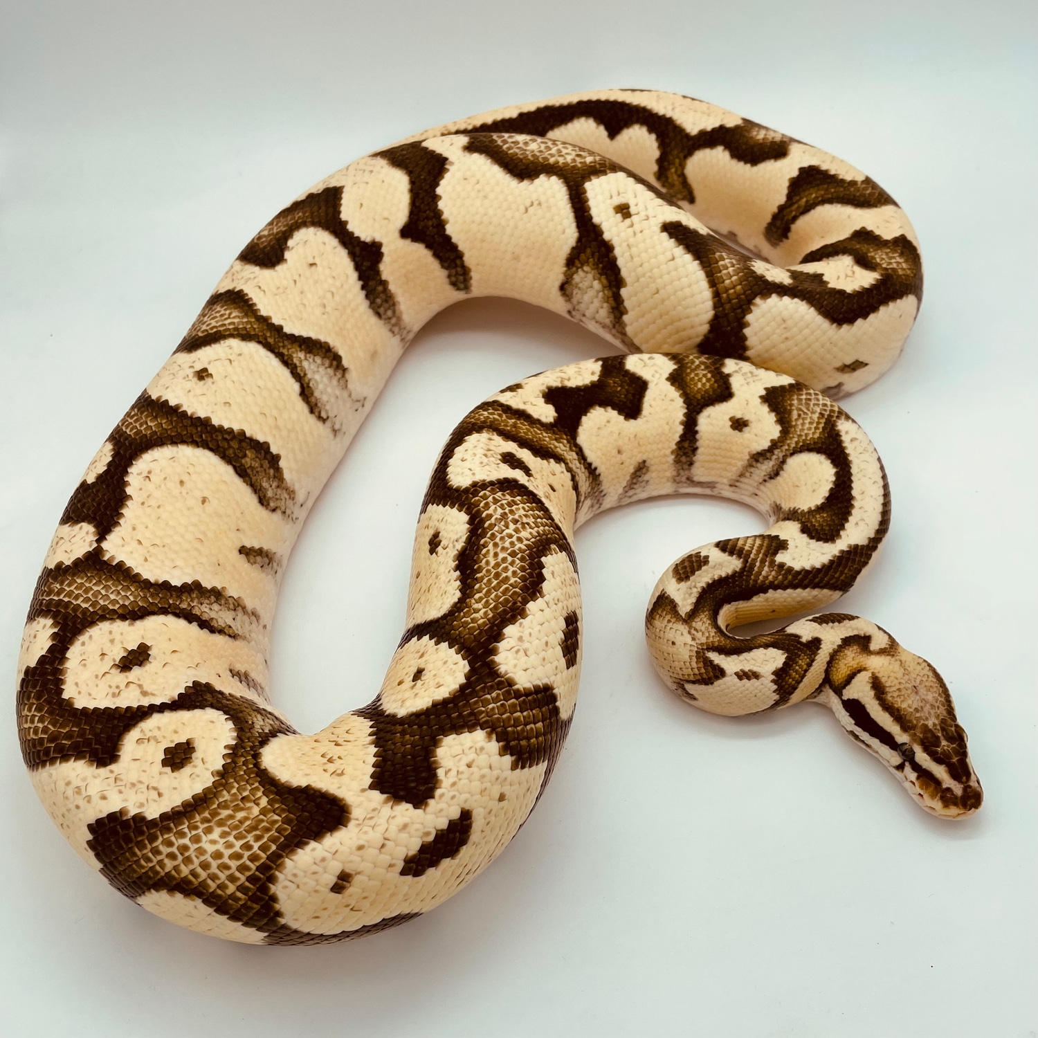 Orange Dream Yellow Belly Pastel Fire Ball Python by DHook Reptiles ...