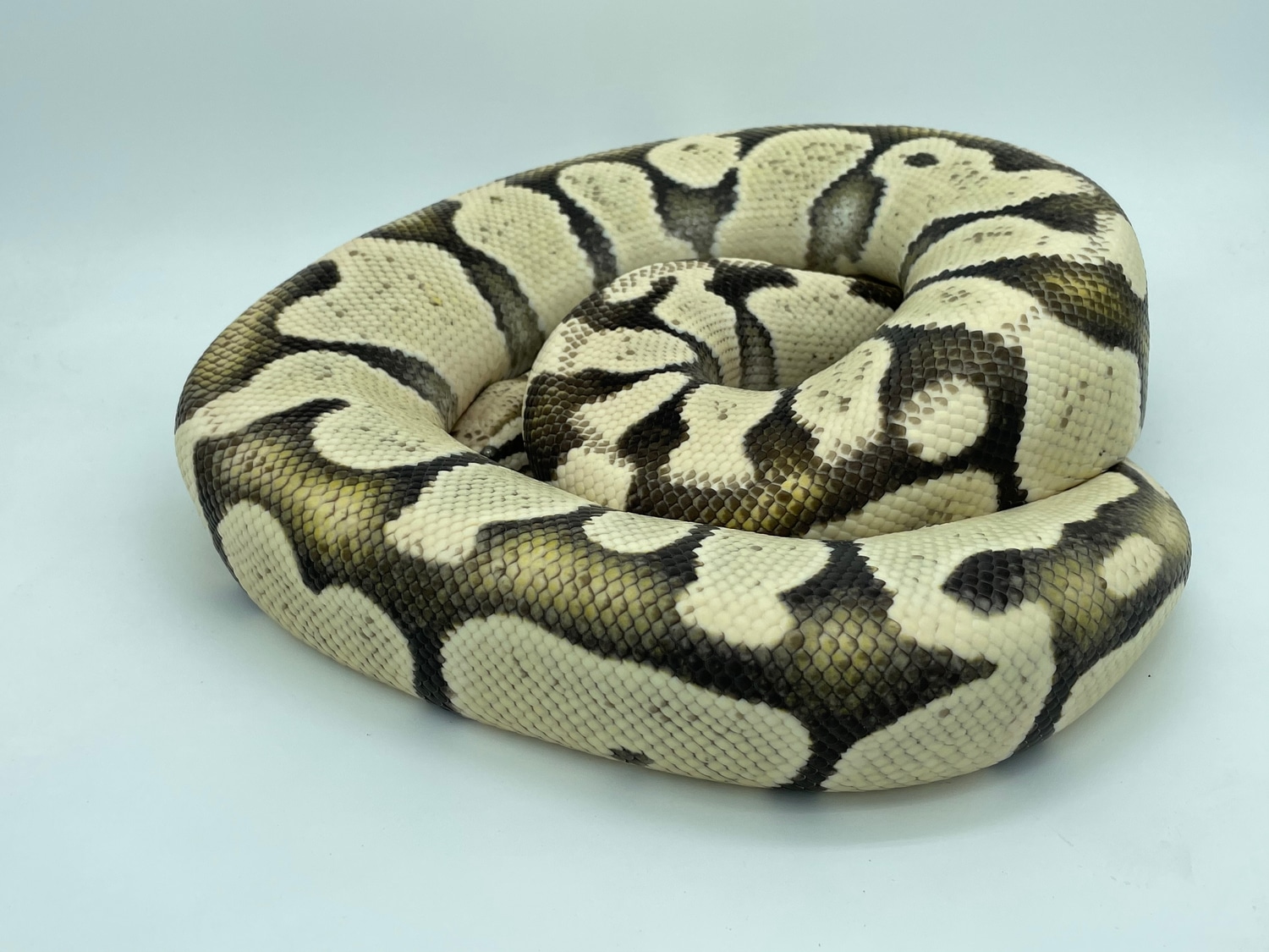 PROVEN! Pastel Desert Ghost Ball Python by DHook Reptiles MorphMarket