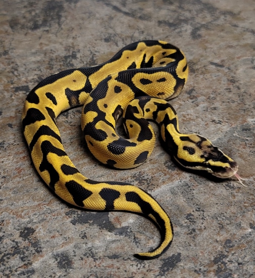 Pastel Leopard Enchi Het Dg Ball Python by Razor's Edge Innovations