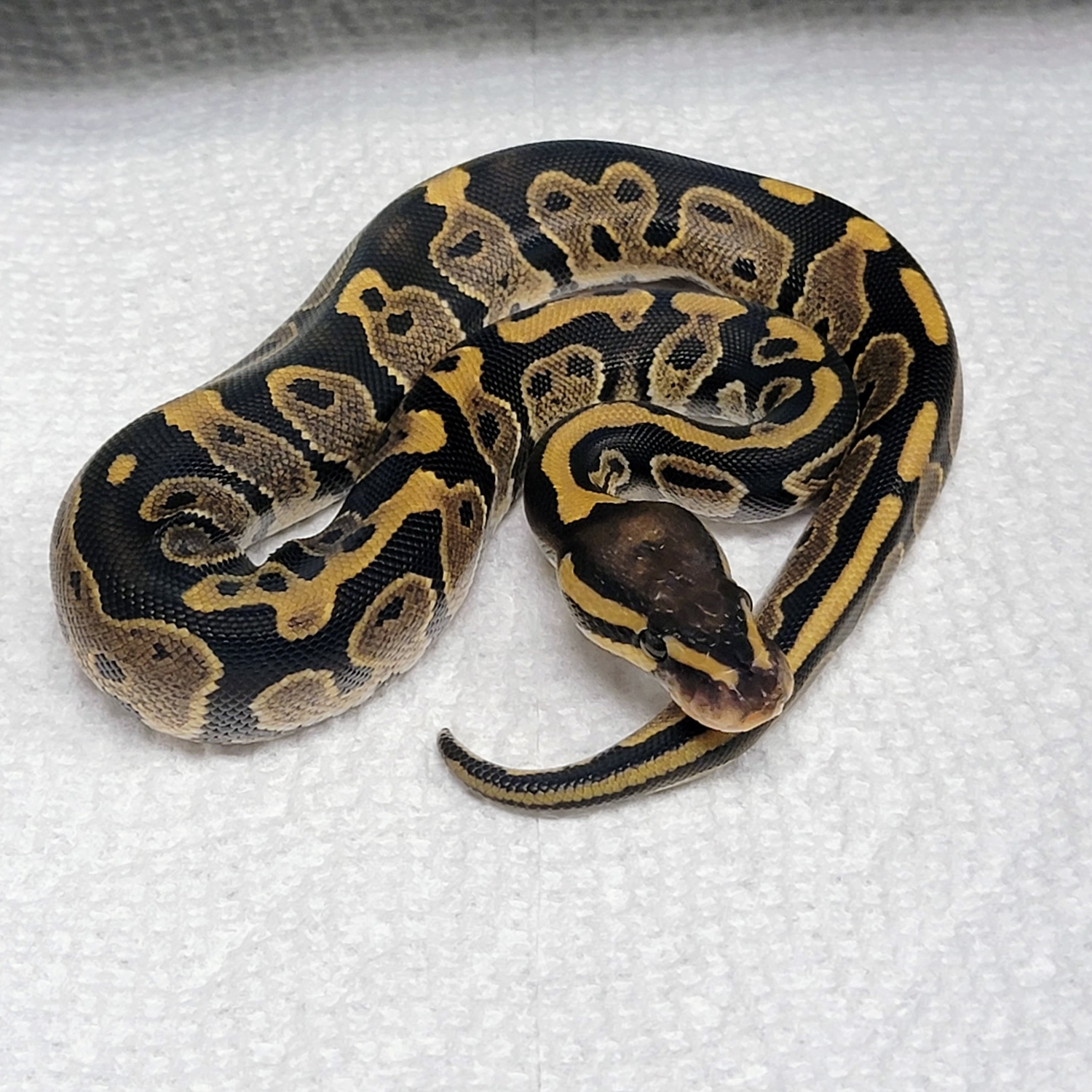 Chocolate Quad Het Vpi Axanthic Dg Hypo Pied Ball Python by Razor's ...