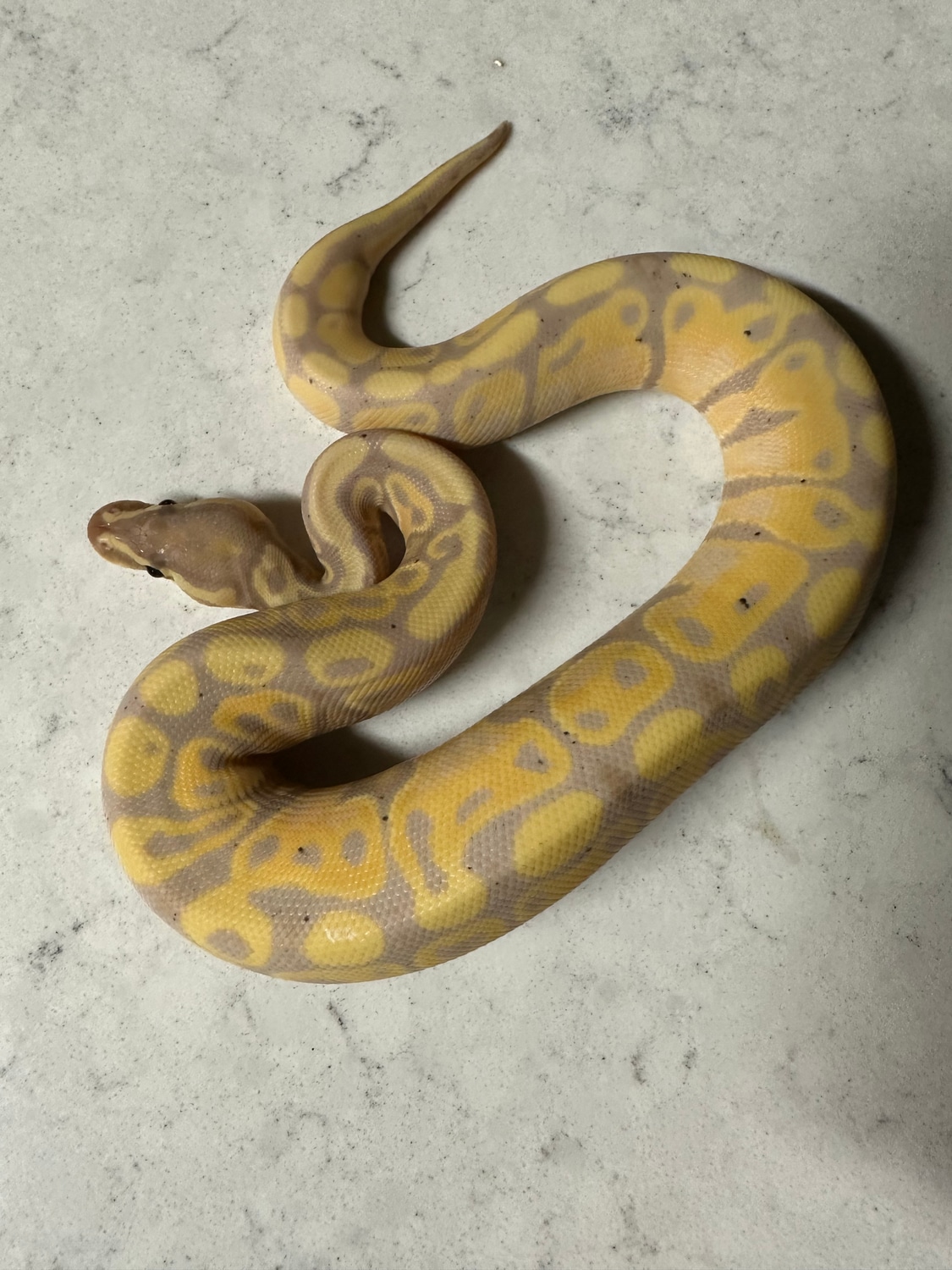 Banana Ball Python by MacLean Morphs - MorphMarket