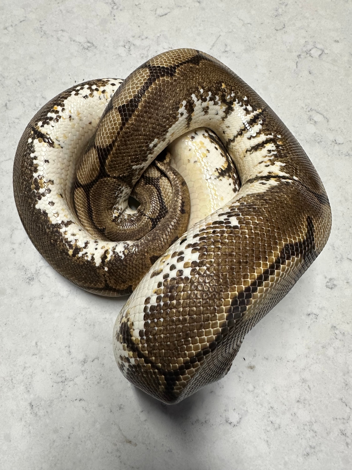Spider Ball Python by MacLean Morphs - MorphMarket