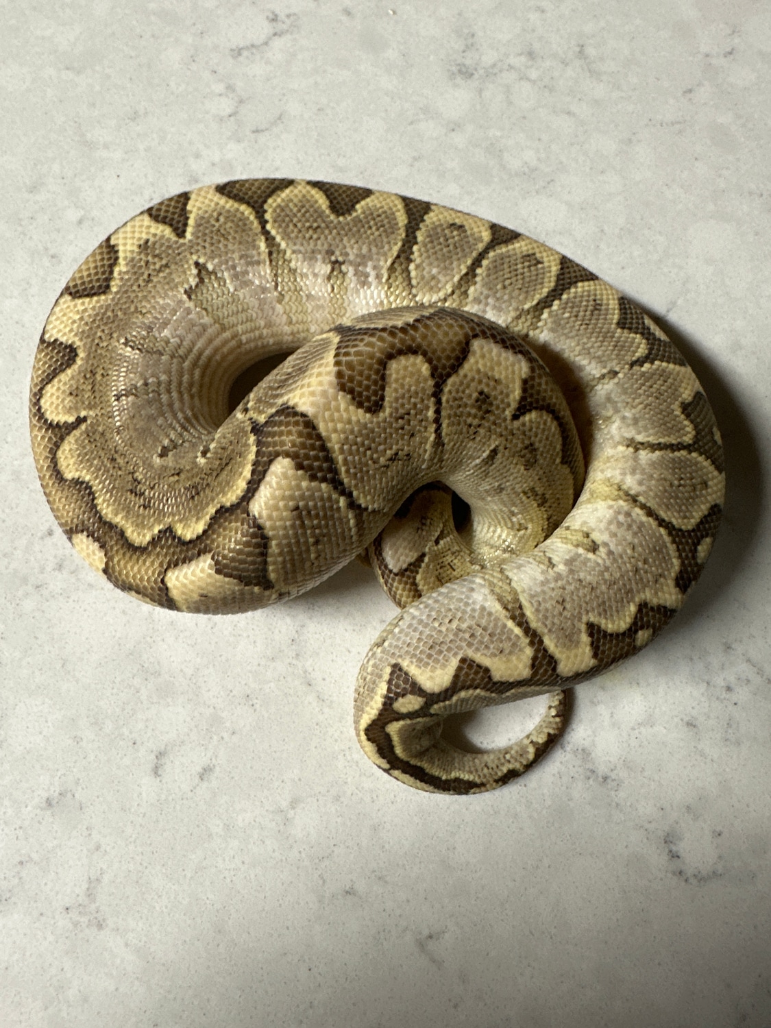 Free ️ Bamboo Ball Python by MacLean Morphs - MorphMarket
