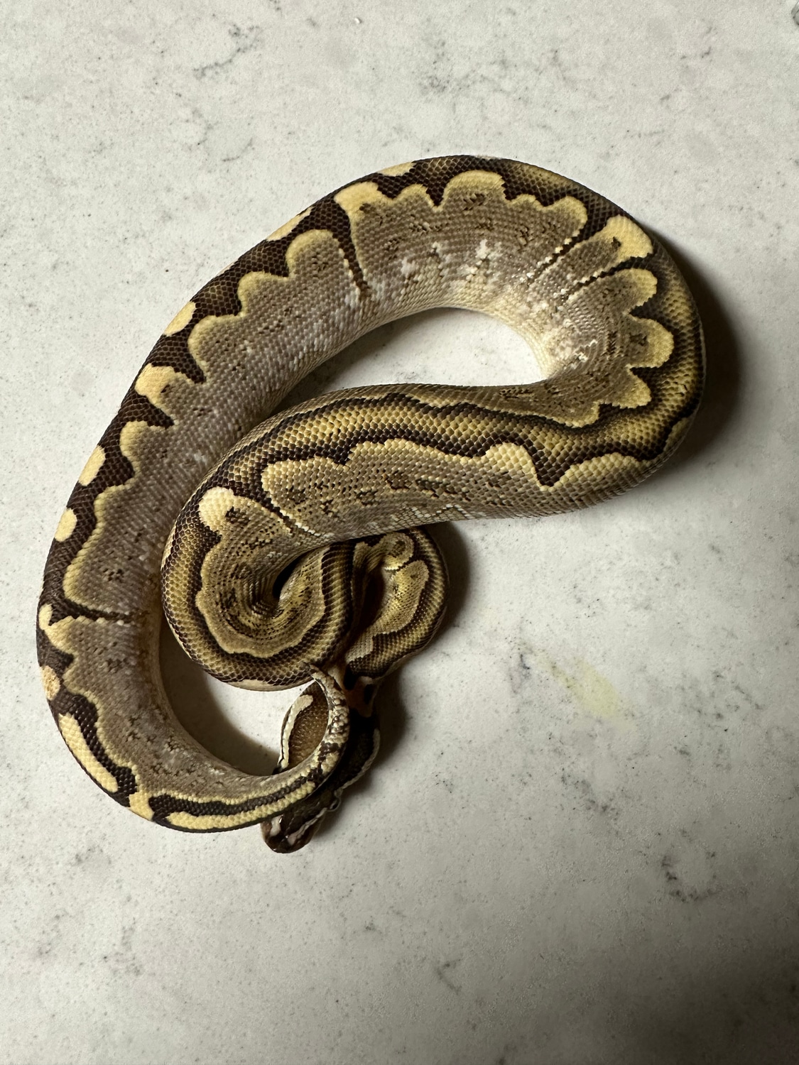 Bamboo Ball Python by MacLean Morphs - MorphMarket