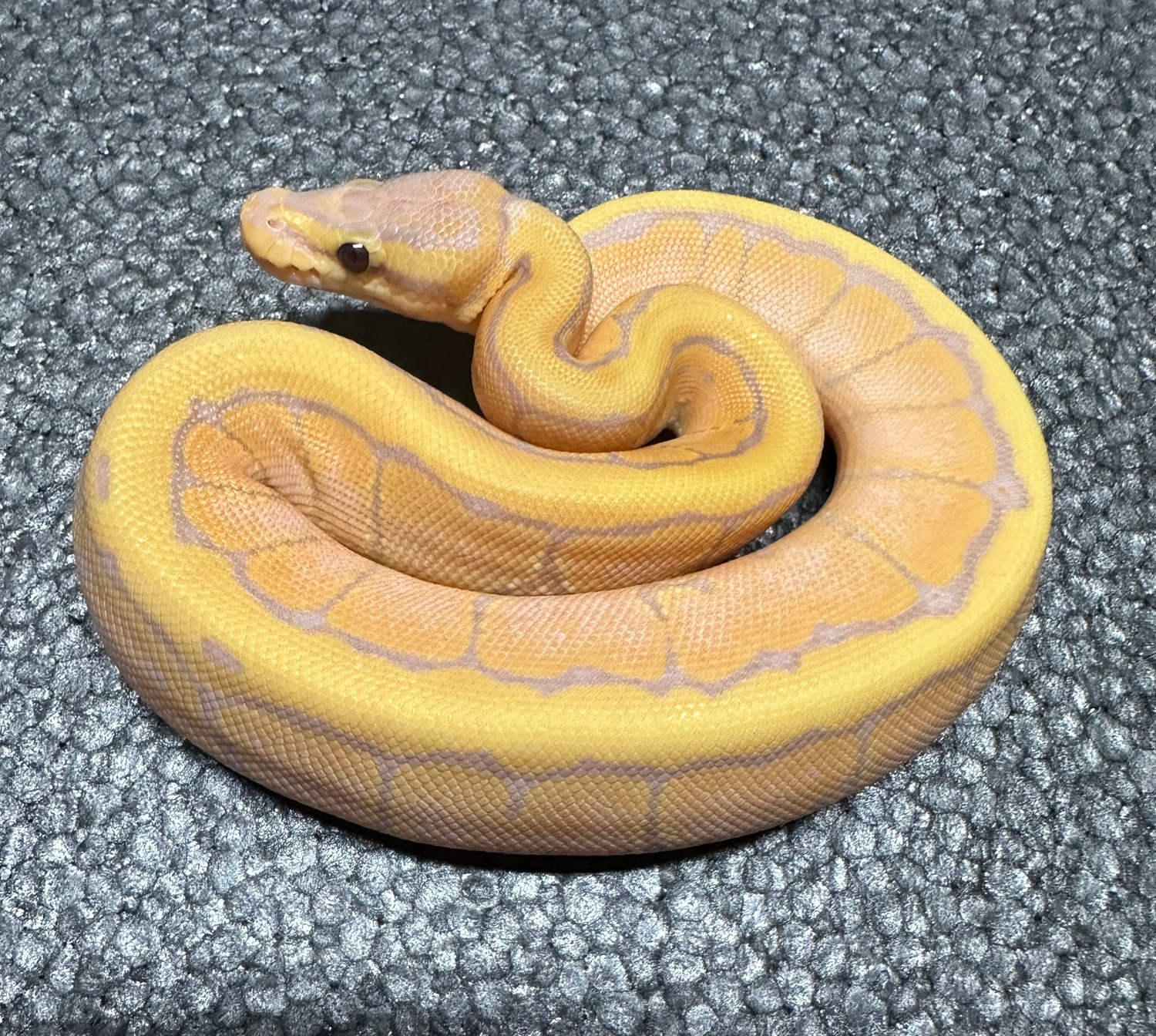 Banana Pinstripe Female Ball Python by MacLean Morphs - MorphMarket