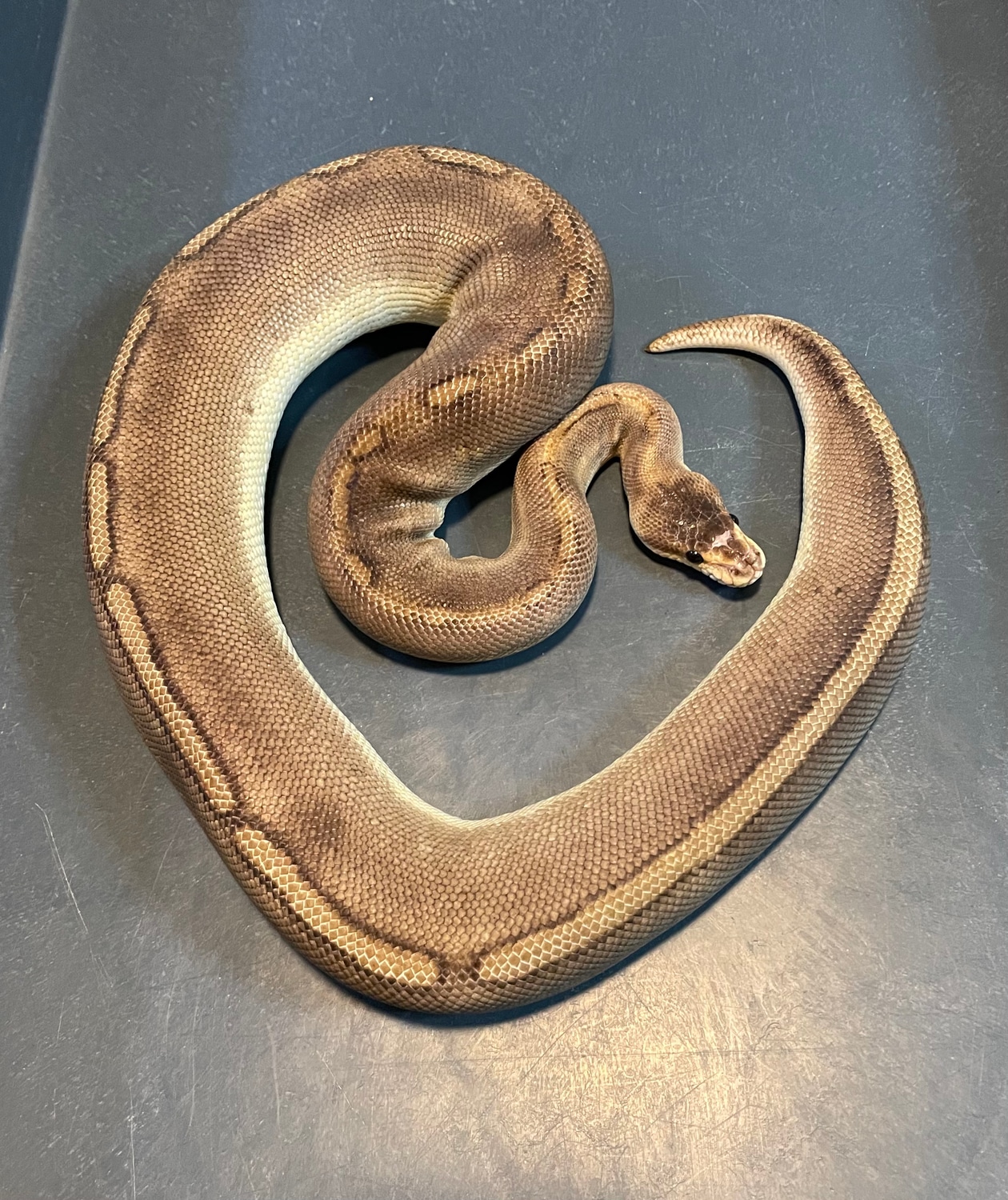 Champagne Scaleless Head Ball Python by Diaballical Pythons - MorphMarket