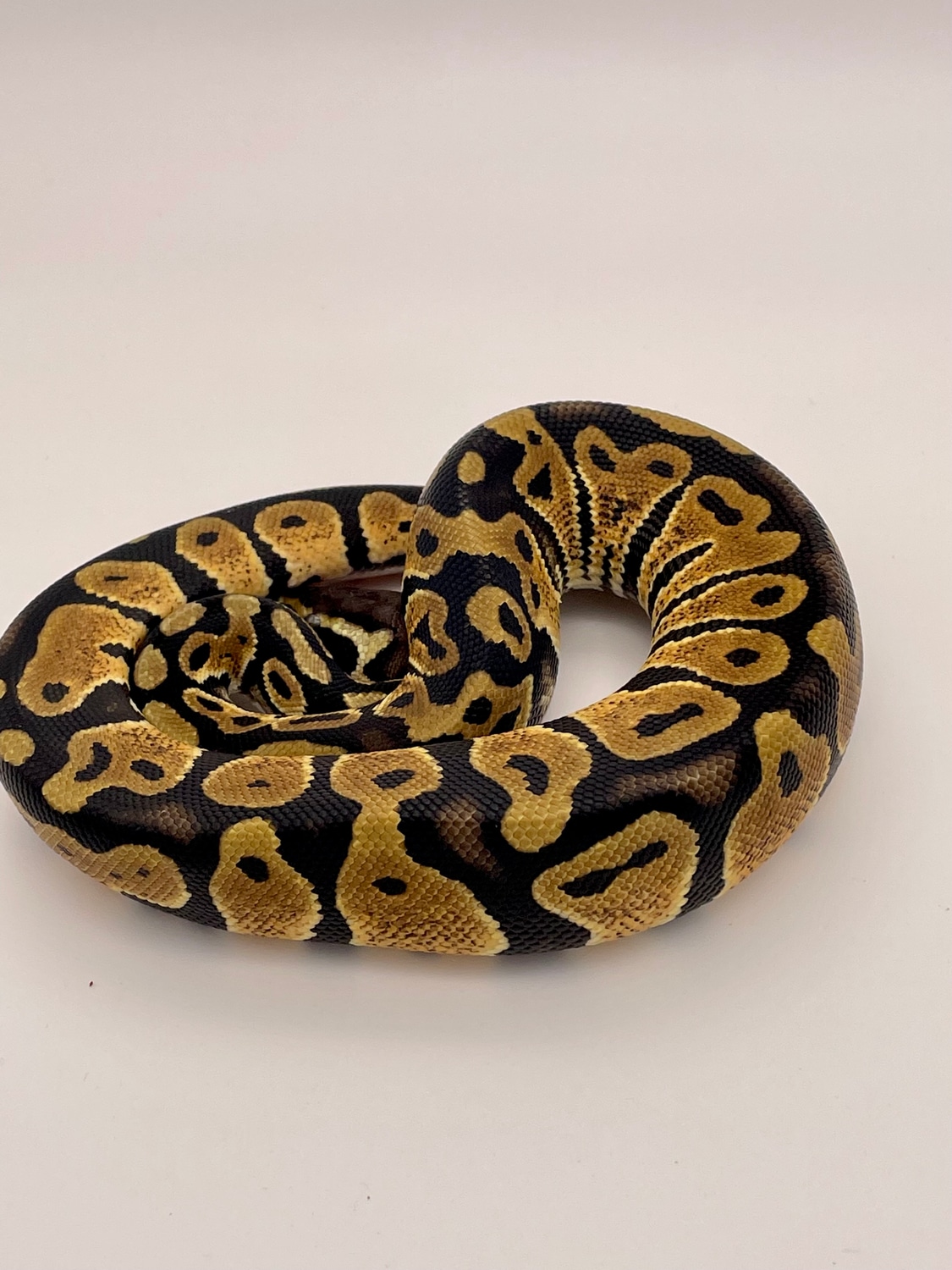Amel Ball Python Pastel Het Sentinel Male Ball Python by Diaballical Pythons - MorphMarket