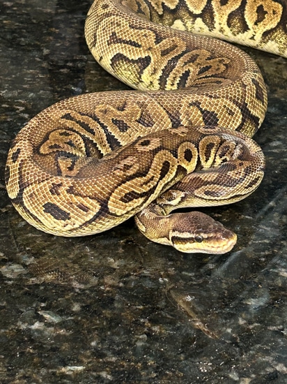 Silver Streak Yellow Belly Proven Breeder Ball Python by Diaballical ...