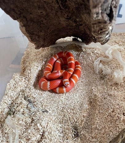 Honduran Milk Snake