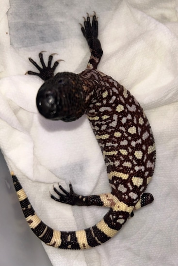 Ultra Rio Fuerte Beaded Lizard by Horridum Angeli Reptiles