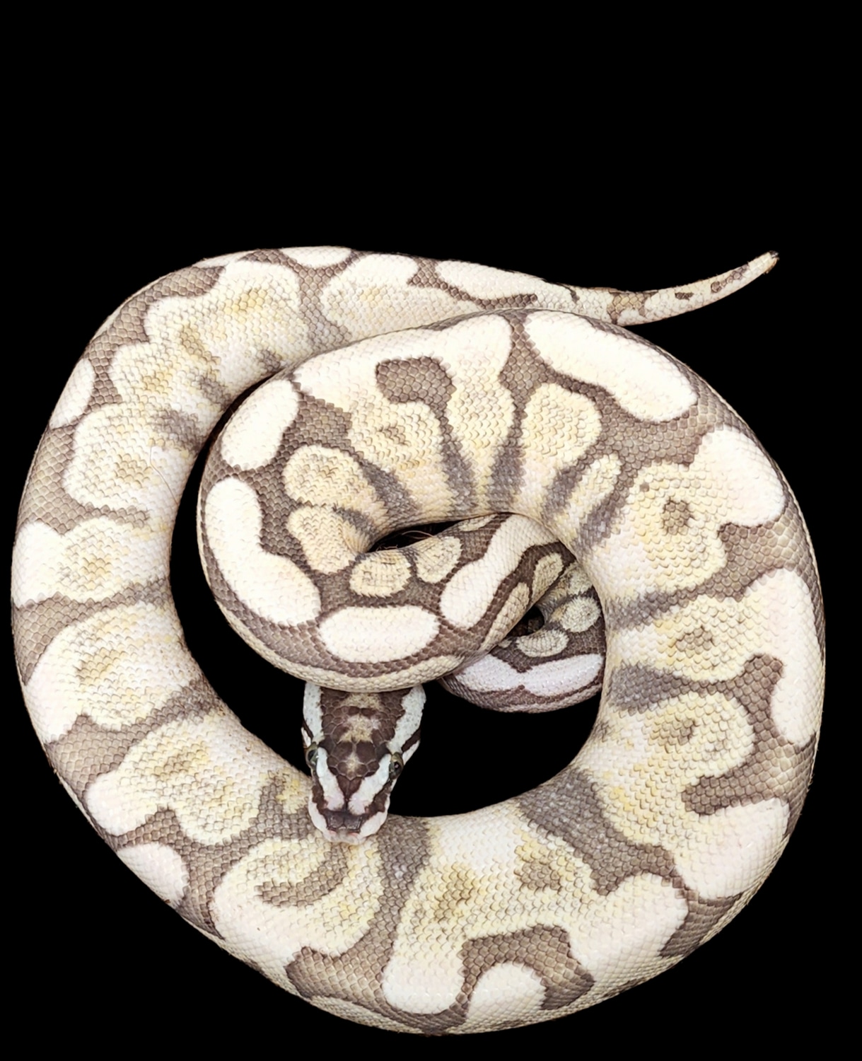 GHI Lesser Spider Ball Python by Hot Herps - MorphMarket