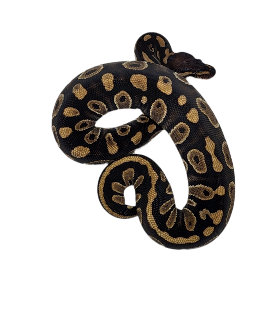 Raven Ball Python by Hot Herps - MorphMarket
