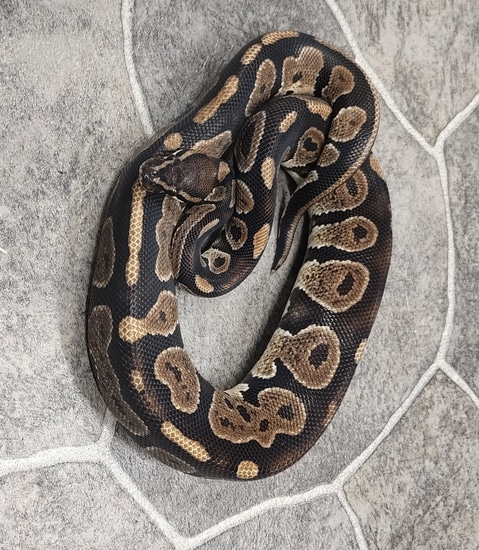 Raven Ball Python by Hot Herps