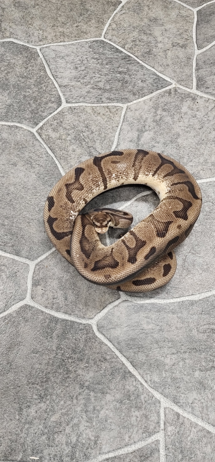 Raven Spider Ball Python by Hot Herps - MorphMarket