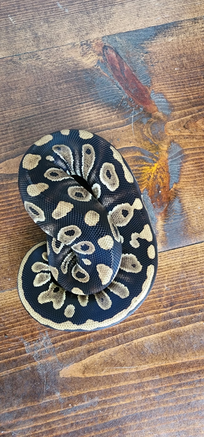 Raven Ball Python by Hot Herps - MorphMarket