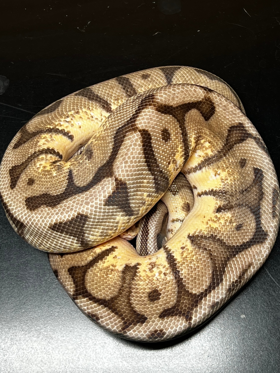 Raven Bumblebee Ball Python by Hot Herps - MorphMarket