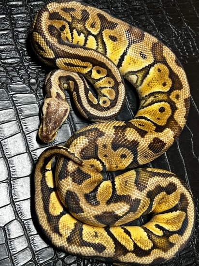 Super Pastel Ball Python by Hot Herps