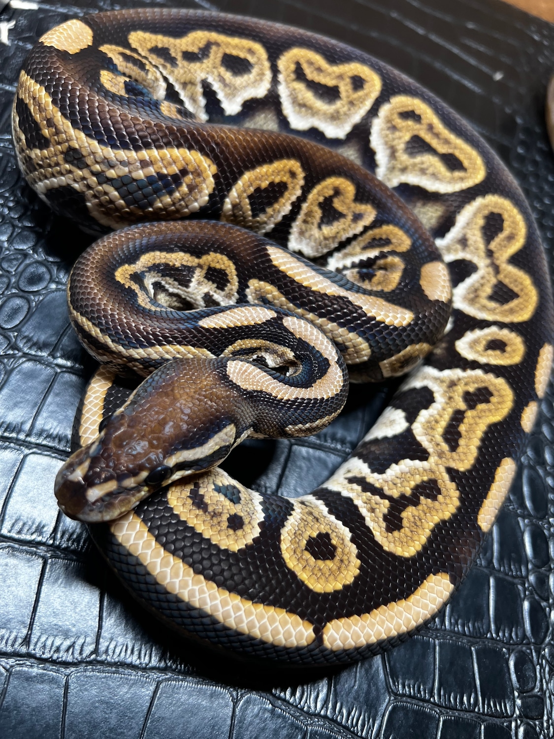 Black Pastel Het Lavender Ball Python by Hot Herps MorphMarket