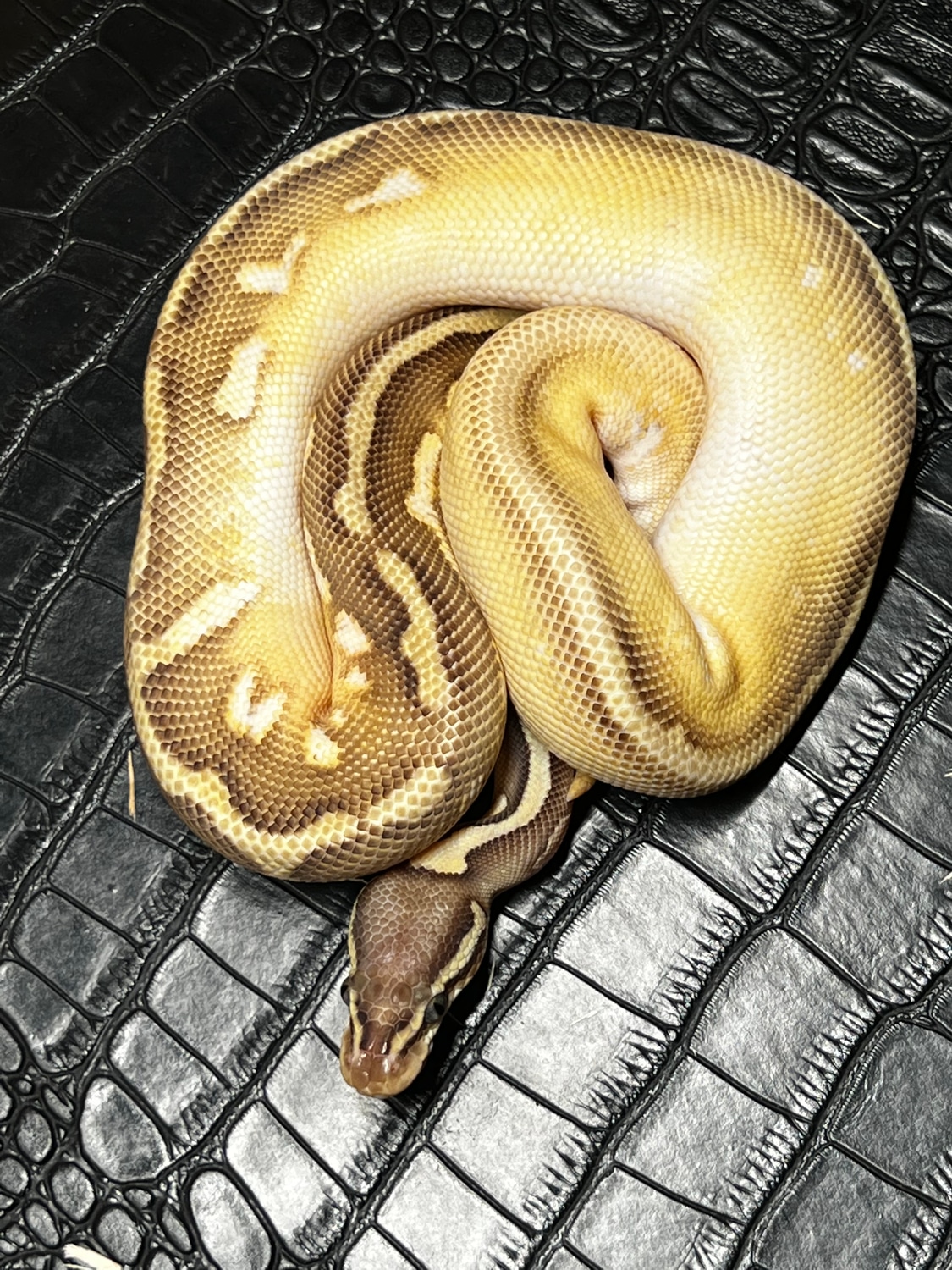 Pastel Lesser Spotnose Het Orange Ghost Ball Python by Hot Herps