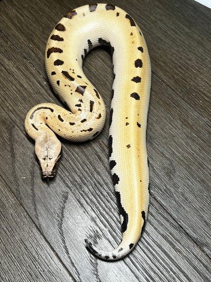 007 Blood Python by Hot Herps