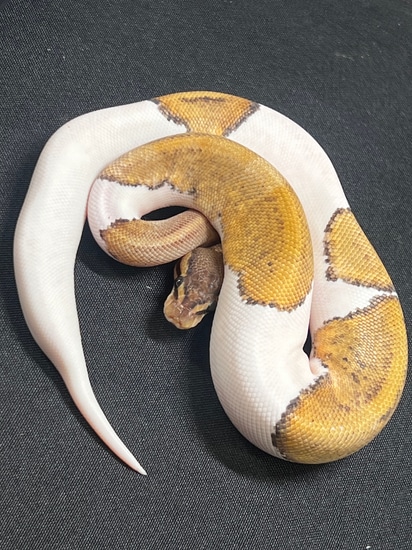 Yellowbelly Mystic Pied Ball Python by Hot Herps