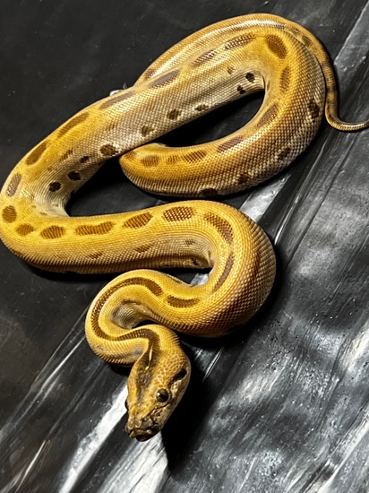 Green Burm Burmese Python by Hot Herps