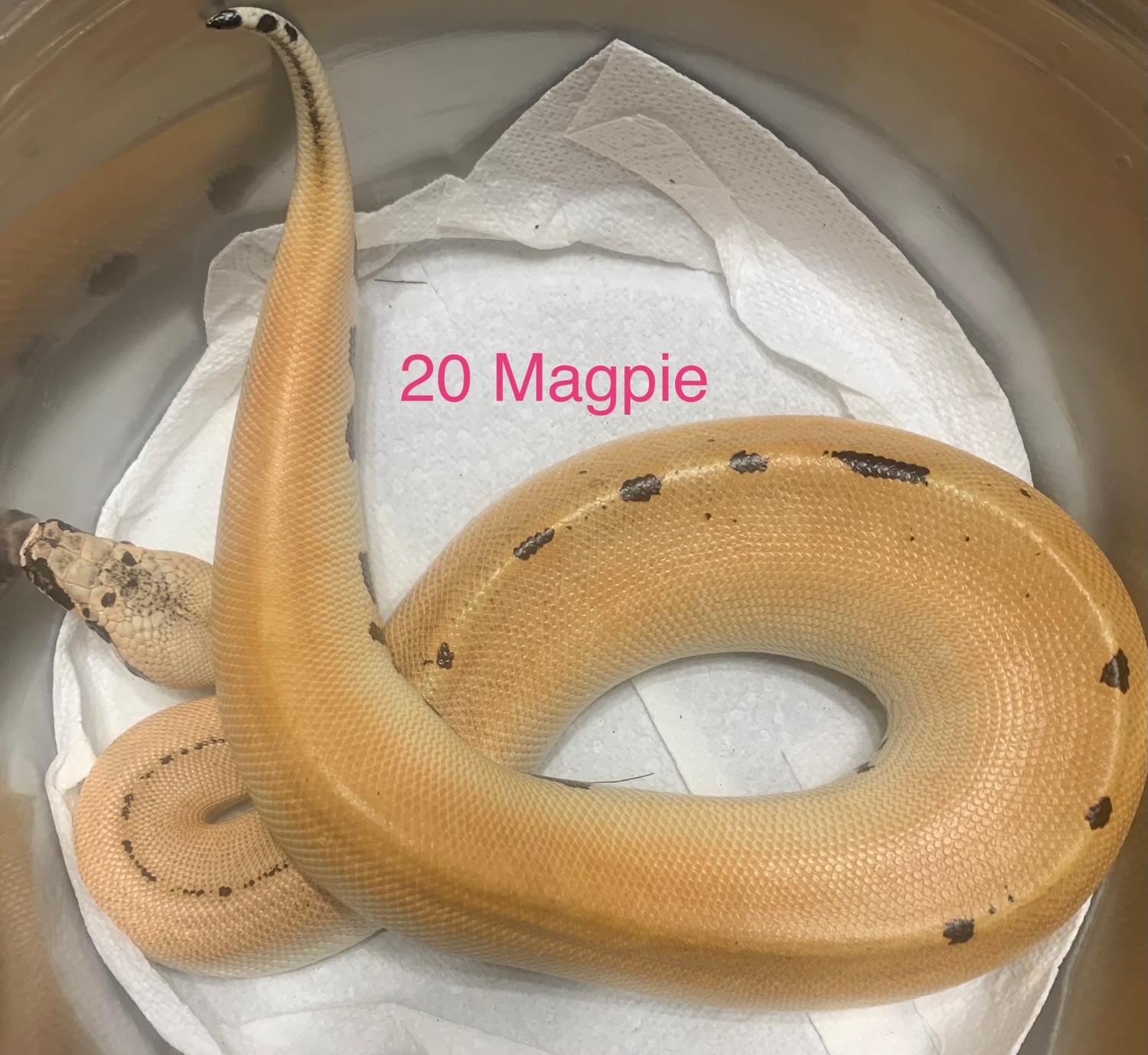 Magpie Blood Python by Hot Rod Reptiles - MorphMarket