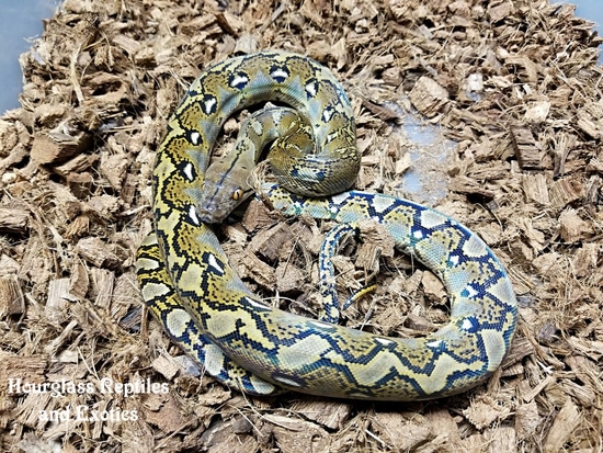 Het Anthrax Reticulated Python by Hourglass Reptiles