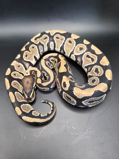 Double Het Desert Ghost Het VPI Axanthic Ball Python by House of Serpents