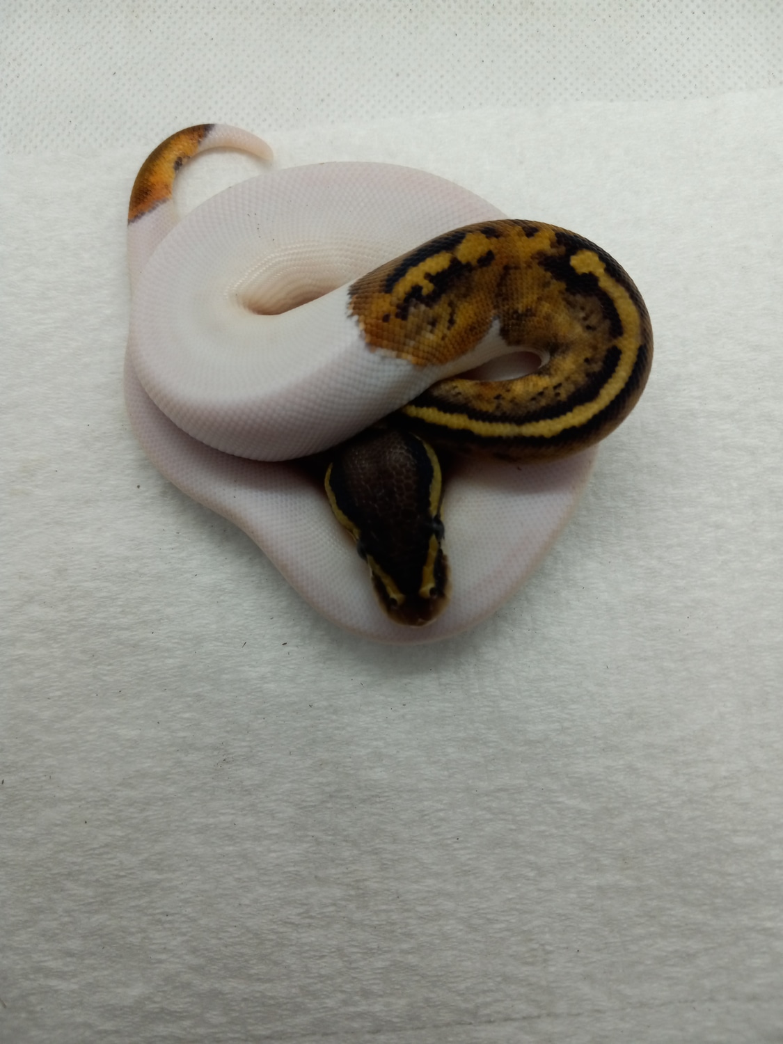 Pastel Pied Poss Tiger ( Genetic Banded ) Poss Het Albino Ball Python ...