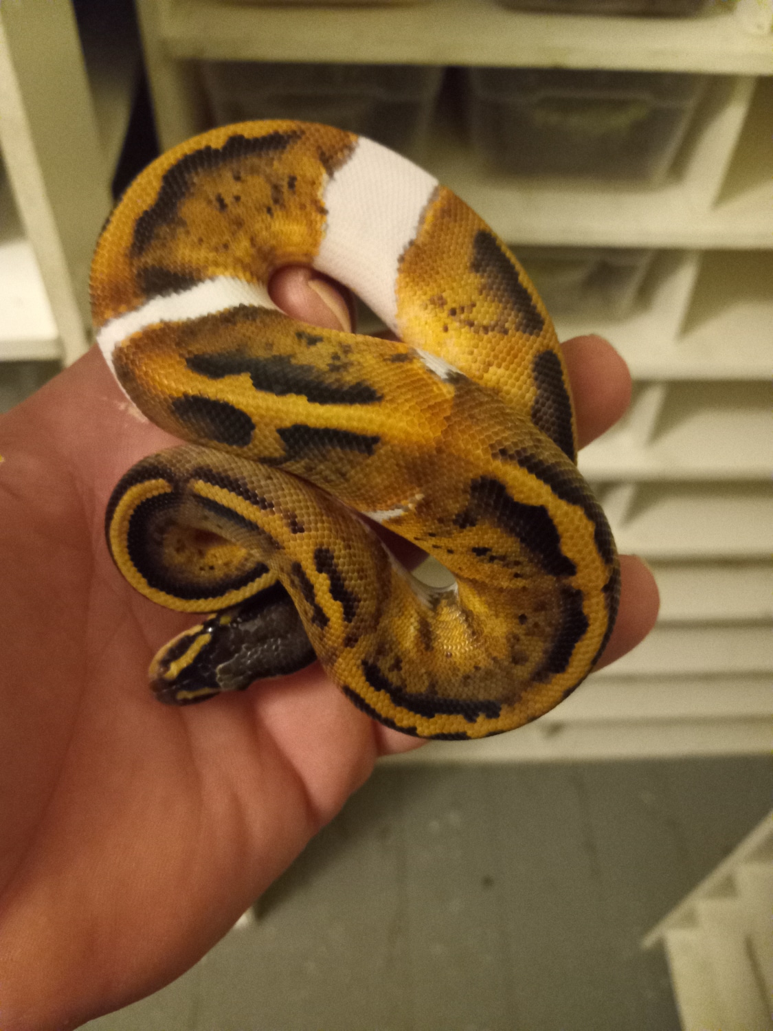 Pied Poss Het Albino Ball Python by Old State Constrictors - MorphMarket