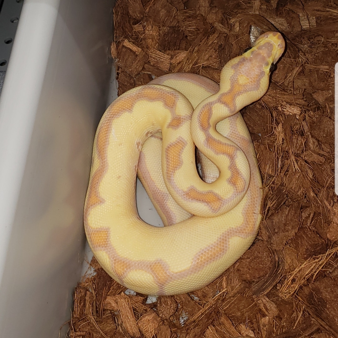 Banana Enchi Clown (Female Maker) Ball Python by High Quality Ballz