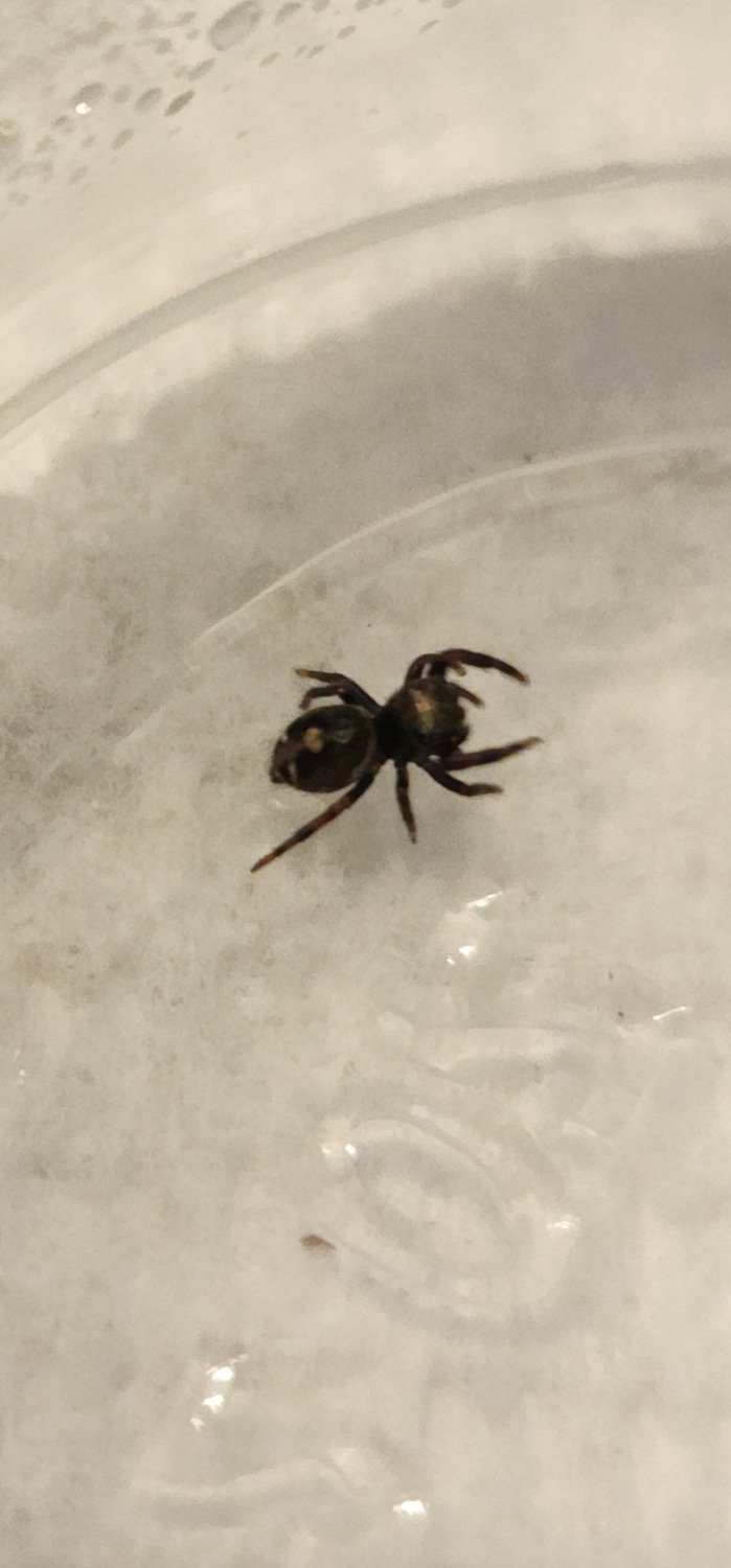 Bold Jumping Spider Sling True Spider by Puppies MorphMarket