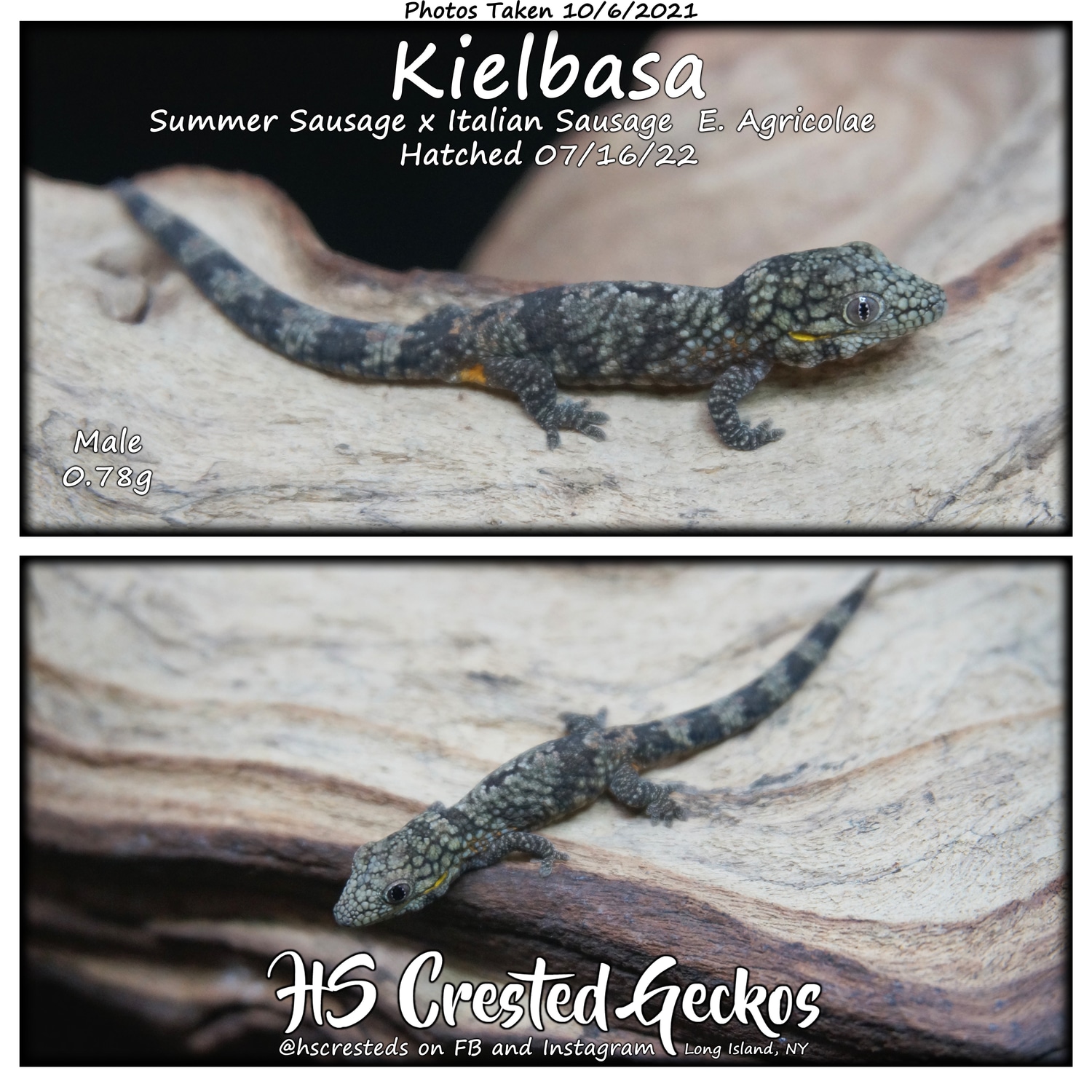 "Kielbasa" Eurydactylodes Agricolae Summer S. X Italian S. Eurydactylodes Gecko by HS