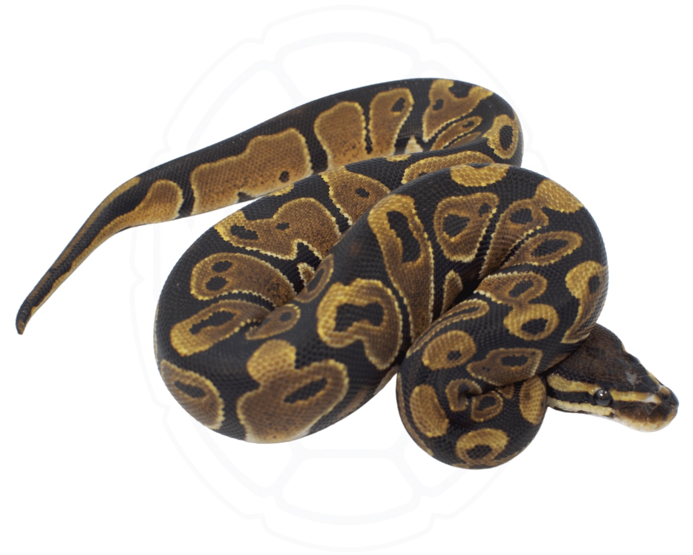 Scaleless Head *HOLIDAY SALE* Ball Python by Modern Reptile Shop ...