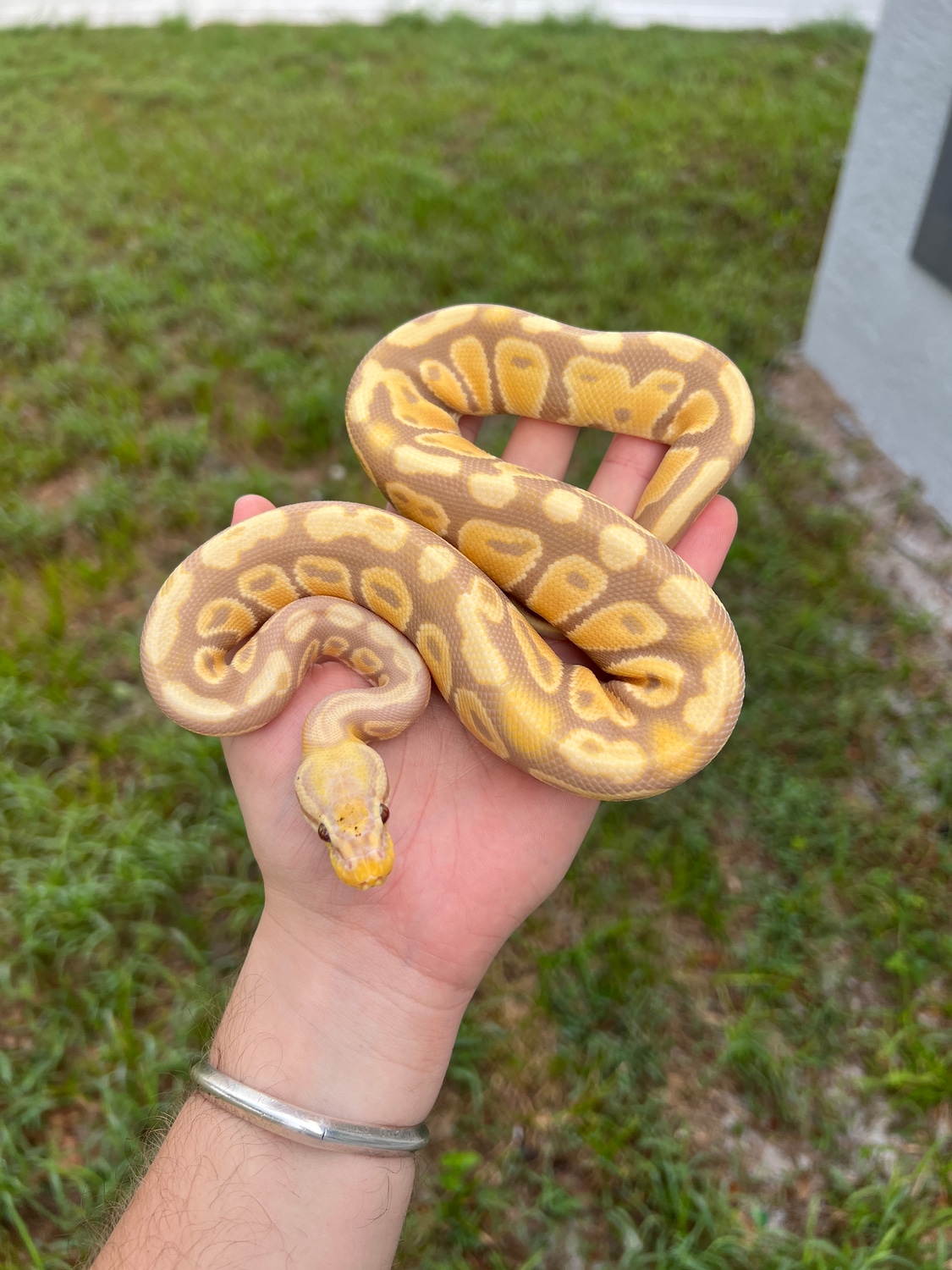 Pastel Candy Ball Python by Modern Reptile Shop MorphMarket
