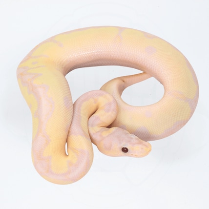 Super Banana Fire Clown Ball Python