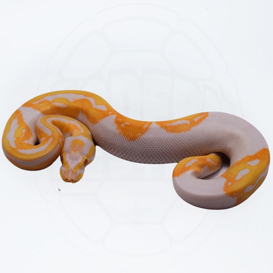 Albino Pied Ball Python by Modern Reptile Shop