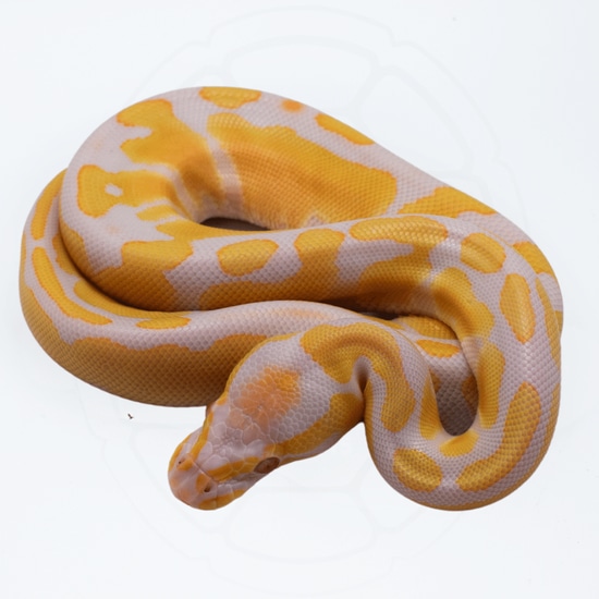 Albino Het Pied Ball Python by Modern Reptile Shop
